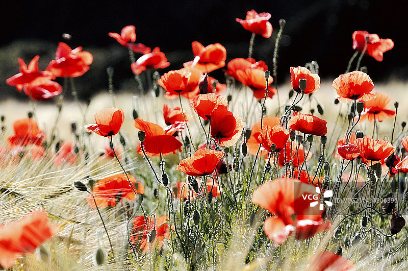罗马尼亚田野里红色罂粟花的特写图片素材