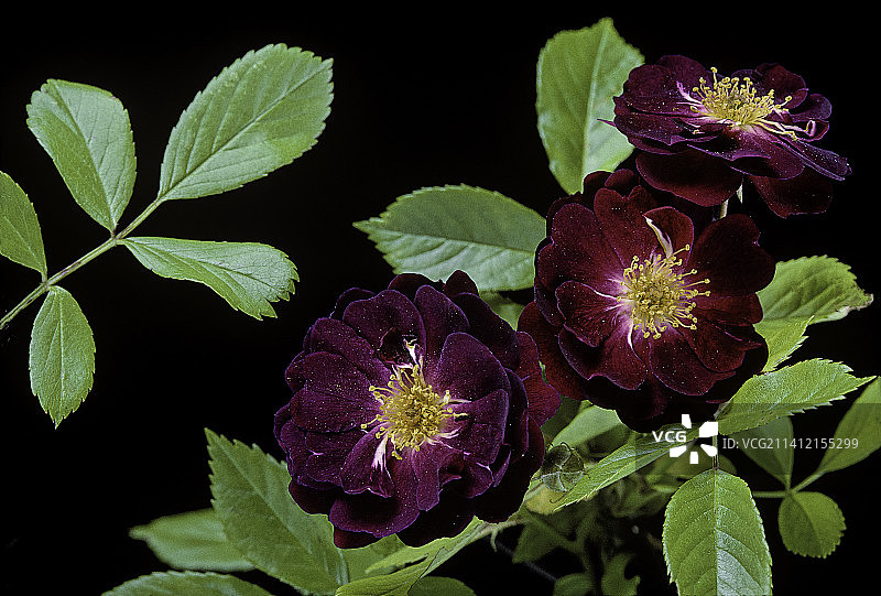 紫罗兰蔷薇(多花玫瑰，小玫瑰，日本玫瑰，多花玫瑰)图片素材