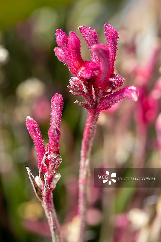 粉色开花植物的特写，曼杜拉，澳大利亚，西澳大利亚图片素材