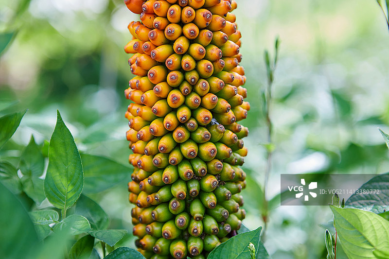 泰国萨顿，森林里五颜六色的魔芋果实特写图片素材