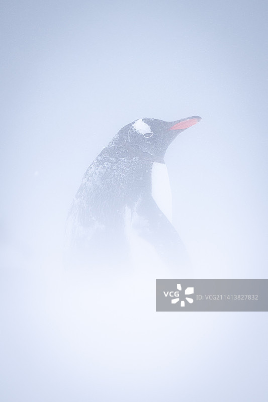 巴布亚企鹅在暴风雪中站在侧面图片素材