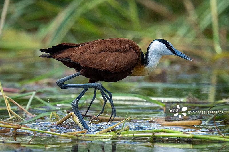 博茨瓦纳，鸟儿栖息在草地上的特写镜头图片素材