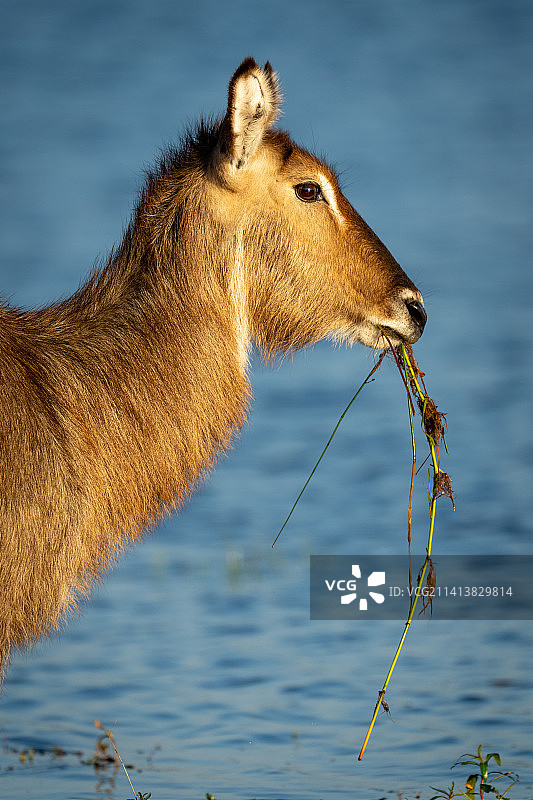 博茨瓦纳，雌性普通水羚吃草的特写镜头图片素材