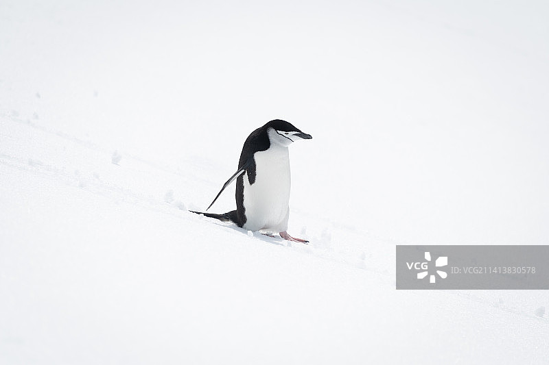 企鹅在阳光下从雪坡上下来图片素材