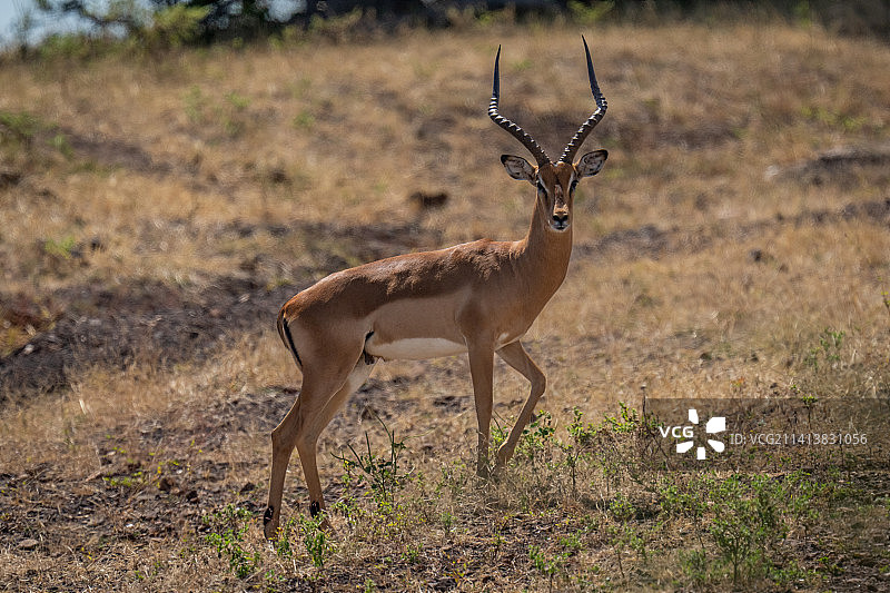 博茨瓦纳，雄性黑斑羚站在斜坡上凝视图片素材