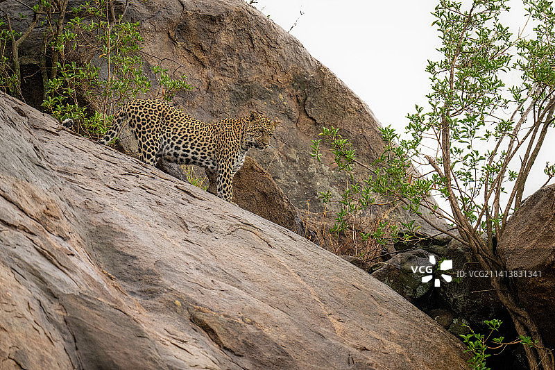 肯尼亚，一只豹子站在灌木丛间的大石头上图片素材