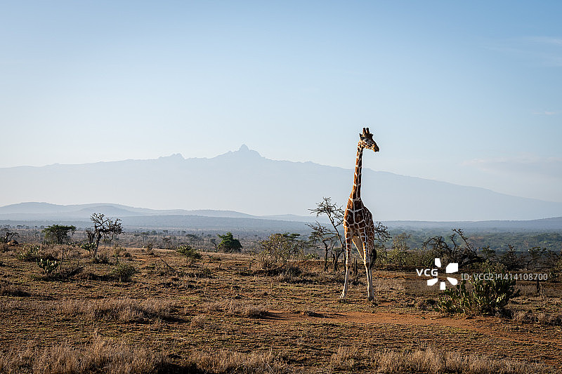 肯尼亚，网纹长颈鹿站在肯尼亚山附近图片素材