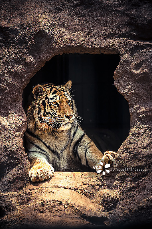 老虎坐在岩石上的肖像，巴西Itatiba图片素材