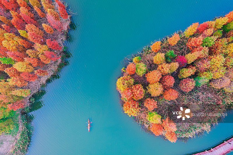 航拍江苏苏州虎丘湿地公园秋天红杉林自然人文风光图片素材
