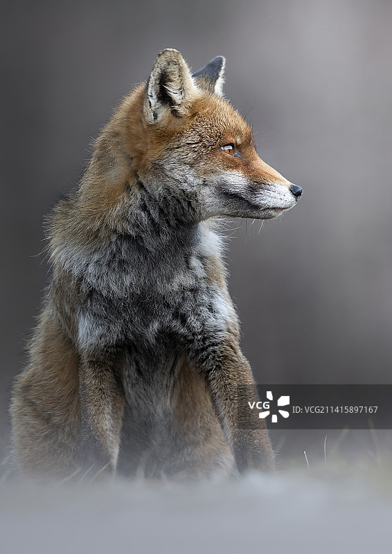 意大利阿布鲁佐，一只红色狐狸的特写镜头图片素材