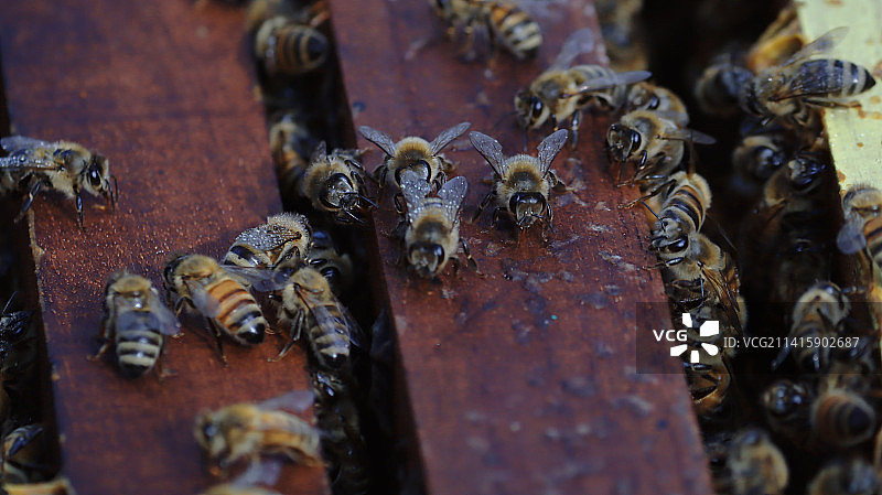 在印度尼西亚，木桌上的蜜蜂特写镜头图片素材