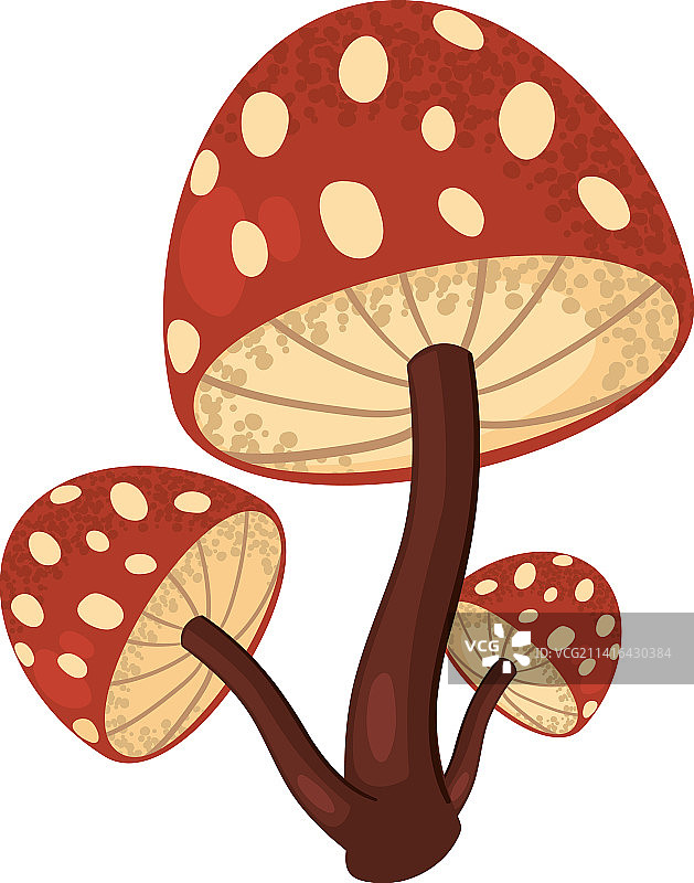 蘑菇自然野生图片素材