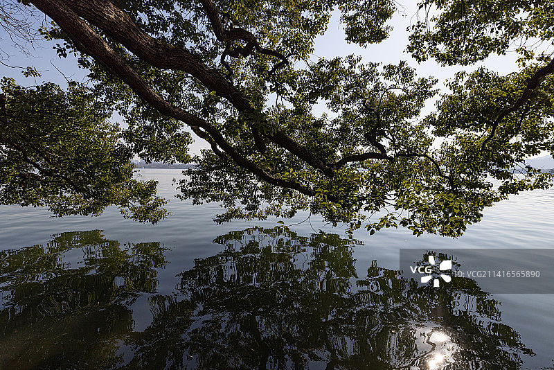 中国杭州西湖边的大树的低角度视图图片素材