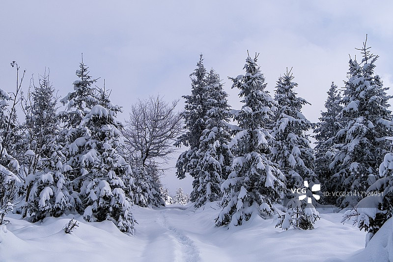 白雪覆盖的田野上的树木映衬着天空图片素材
