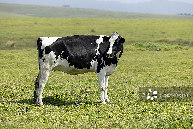 牛站在草地的侧面视图，萨克拉门托，加利福尼亚，美国，美国图片素材