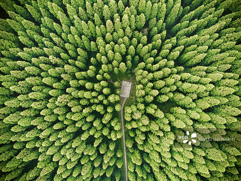 森林中树木的高角度视图图片素材