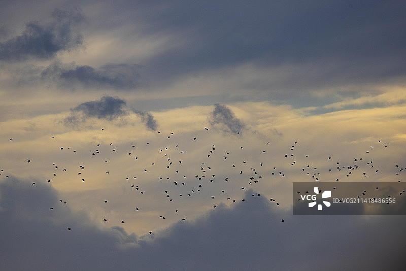 候鸟迎着暴风雨的天空图片素材