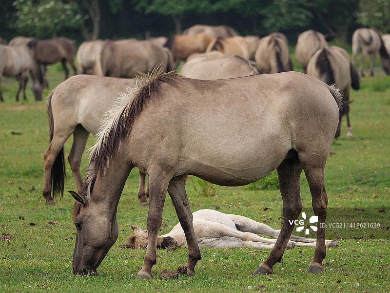 犀牛站在草地上的侧面视图，德国图片素材