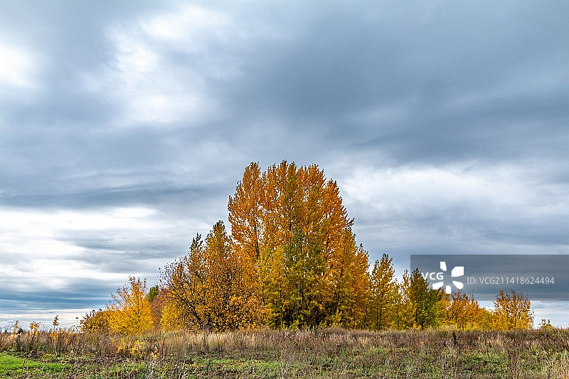 秋天，美国，田野上的树木映衬着天空图片素材