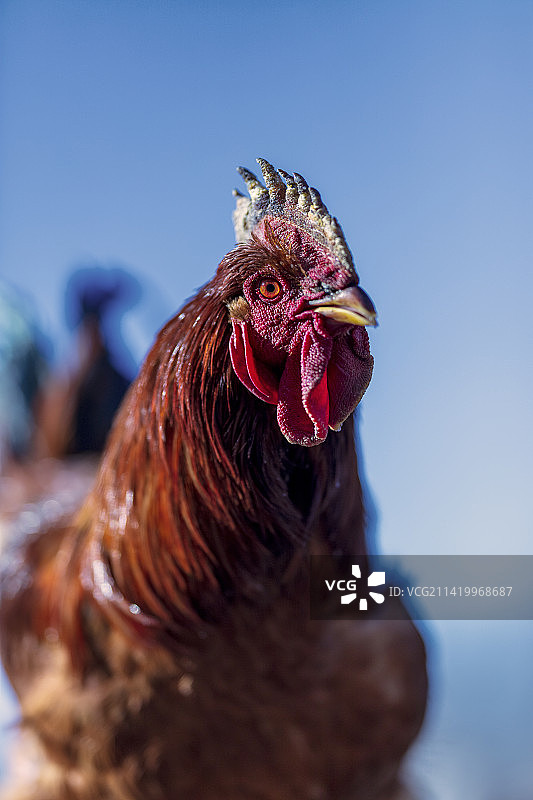 公鸡农家鸡散养鸡生态鸡图片素材