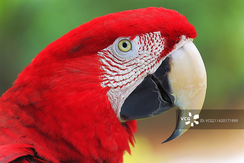 巴西潘塔纳尔湿地的红鹦鹉金刚鹦鹉图片素材
