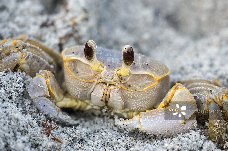 螃蟹在沙滩上的特写，马纳索塔基，佛罗里达州，美国图片素材