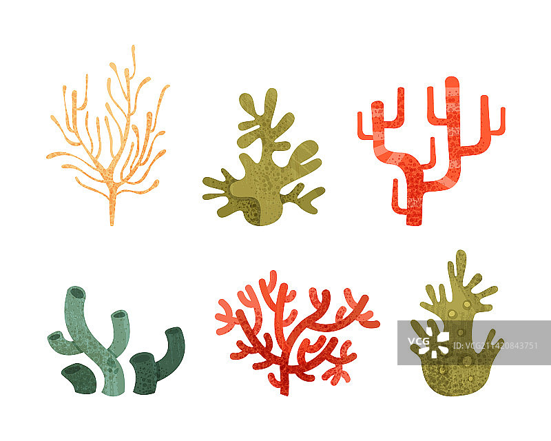 五彩缤纷的珊瑚是海洋无脊椎动物图片素材