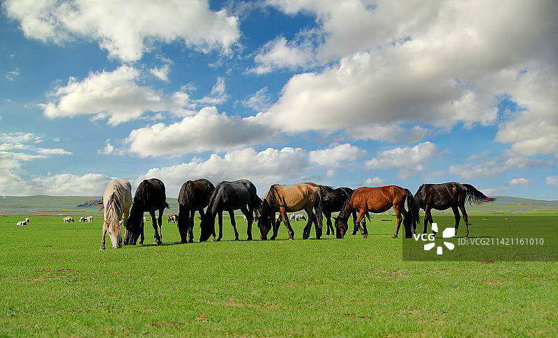 草原上的马排队吃草图片素材