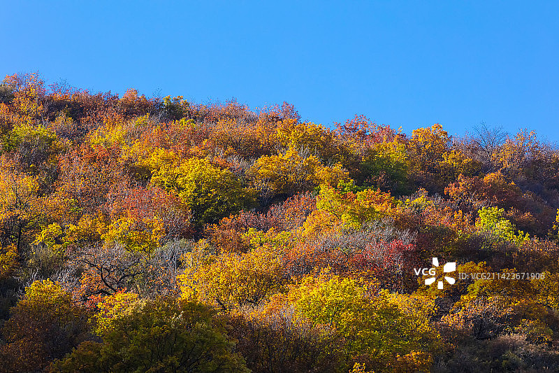 四川阿坝州黑水县卡龙沟的秋色图片素材