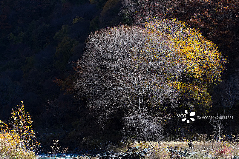 四川阿坝州黑水县卡龙沟的秋色图片素材