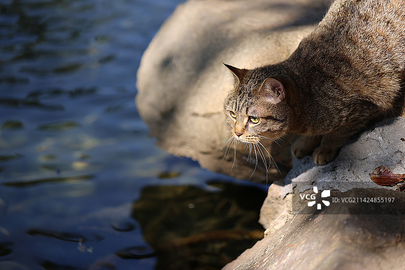杭州西湖花港观鱼的流浪猫狸花猫图片素材