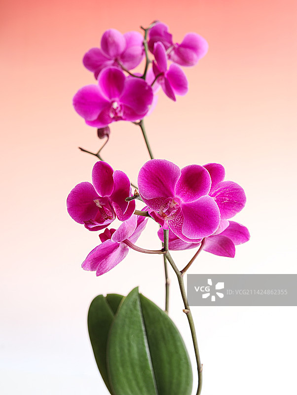 粉色的鲜花蝴蝶兰图片素材