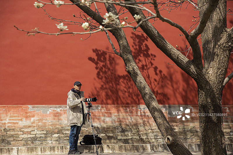 春天摄影师在皇家园林拍摄盛开的玉兰花图片素材
