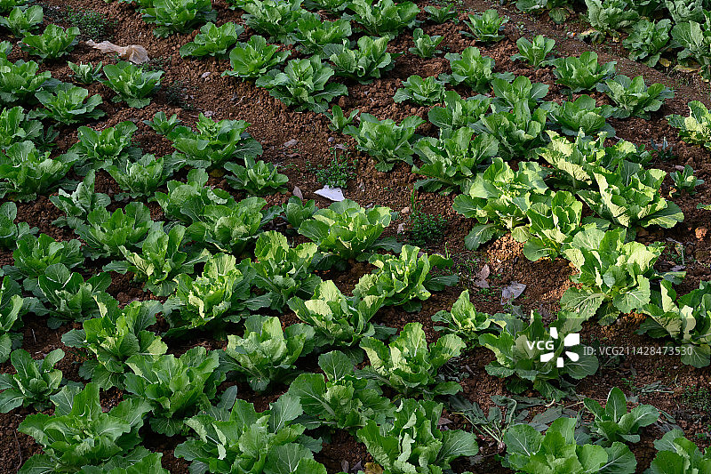 蔬菜基地种植的蔬菜图片素材
