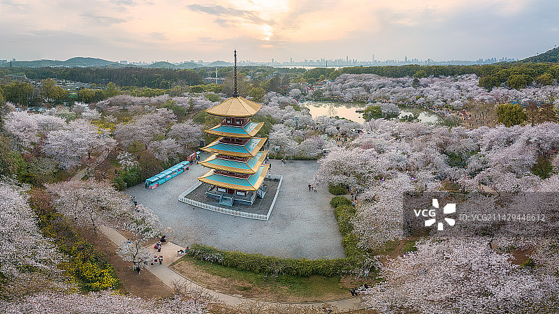 武汉东湖樱花园图片素材