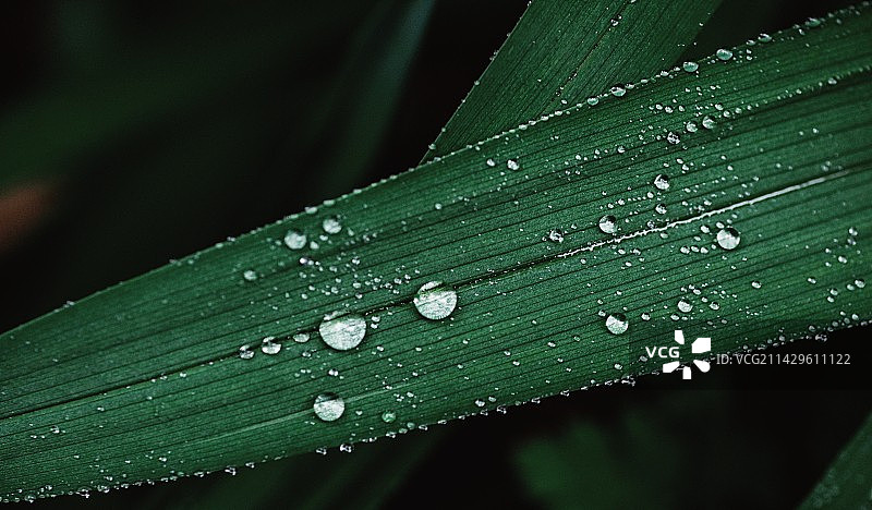 雨滴落在树叶上的特写镜头图片素材