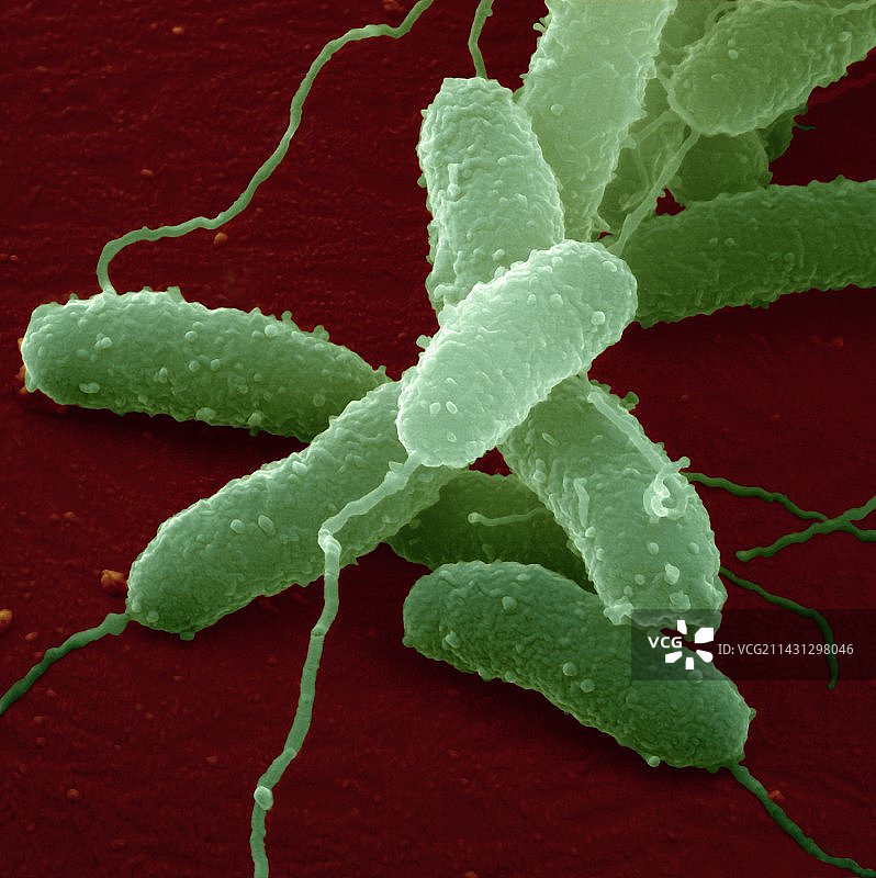 霍乱菌，扫描电镜图片素材