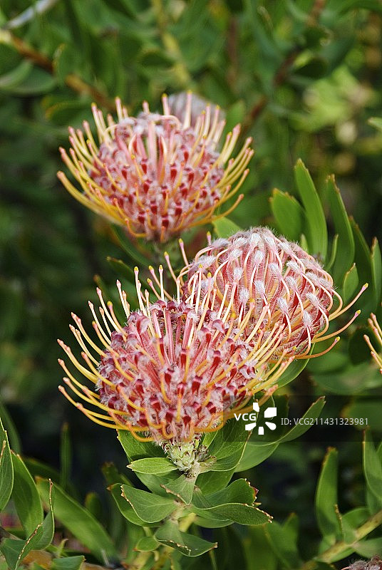 Protea(白术cordifolium)图片素材