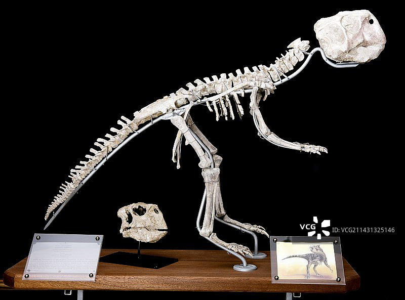 化石博物馆里的恐龙骨架图片素材