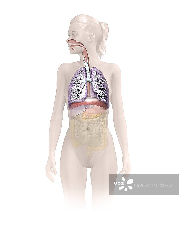 人体呼吸系统，艺术品图片素材
