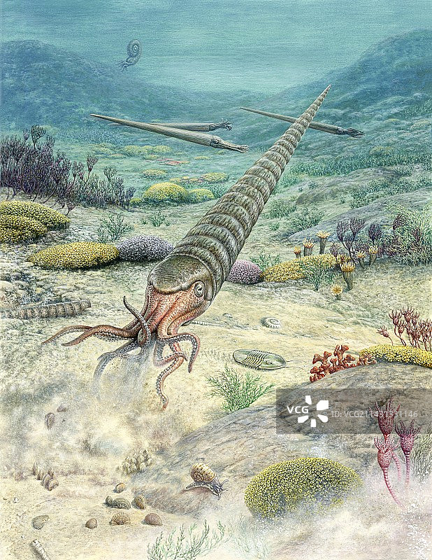 奥陶纪海洋生物，插图图片素材