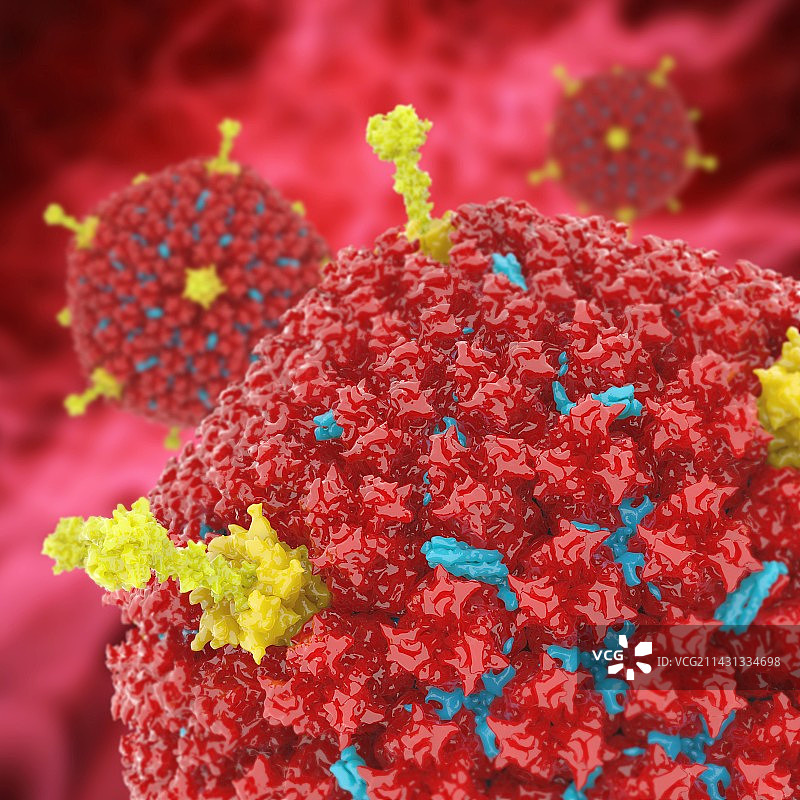 腺病毒Ad5，分子模型图片素材