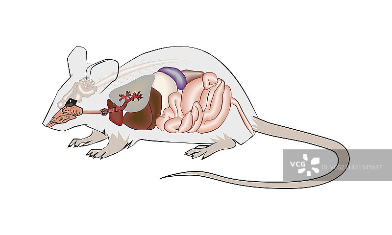 老鼠解剖，插图图片素材