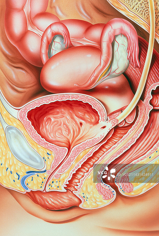 图示女性生殖器官图片素材