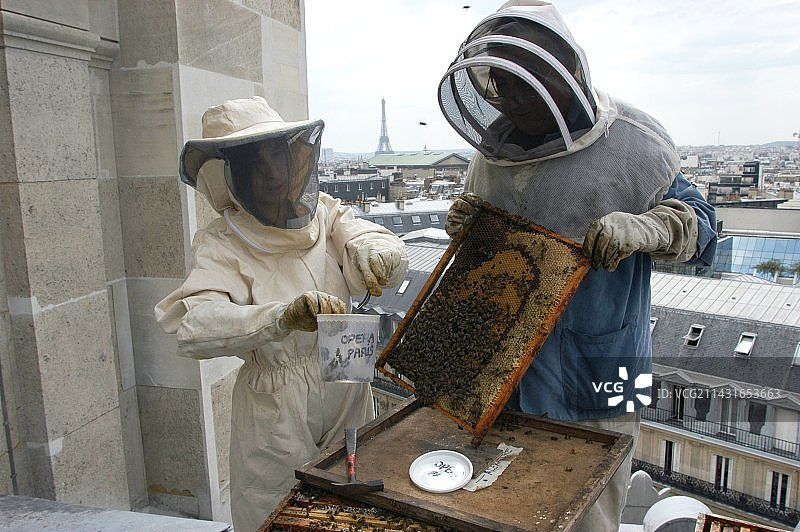 利用蜜蜂进行污染检测图片素材