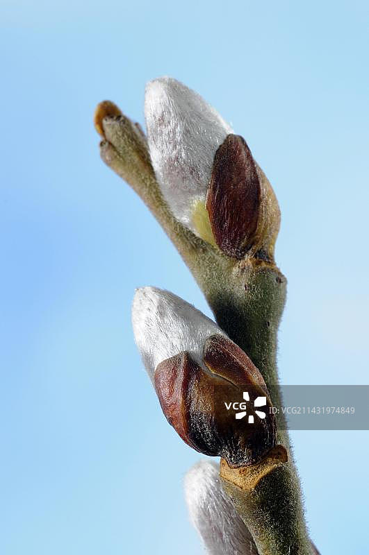 羊柳(Salix caprea)，花蕾，棕榈柳絮，柳絮图片素材