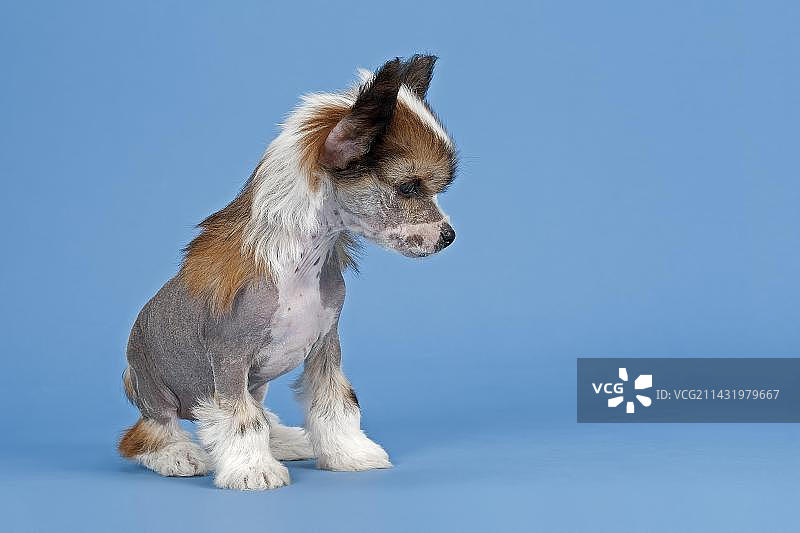 无毛中华冠毛犬，幼犬，7周图片素材