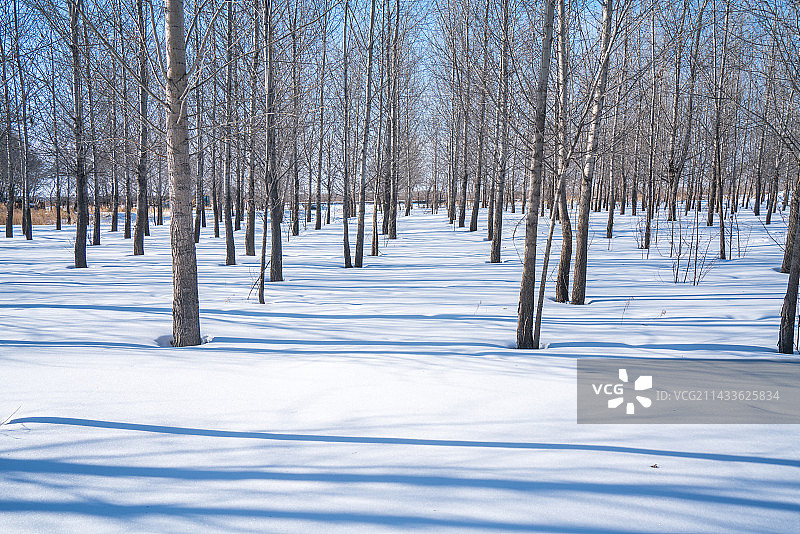 冬天雪后的杨树林图片素材