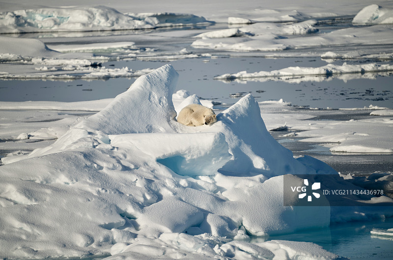 冰山上休息的北极熊图片素材