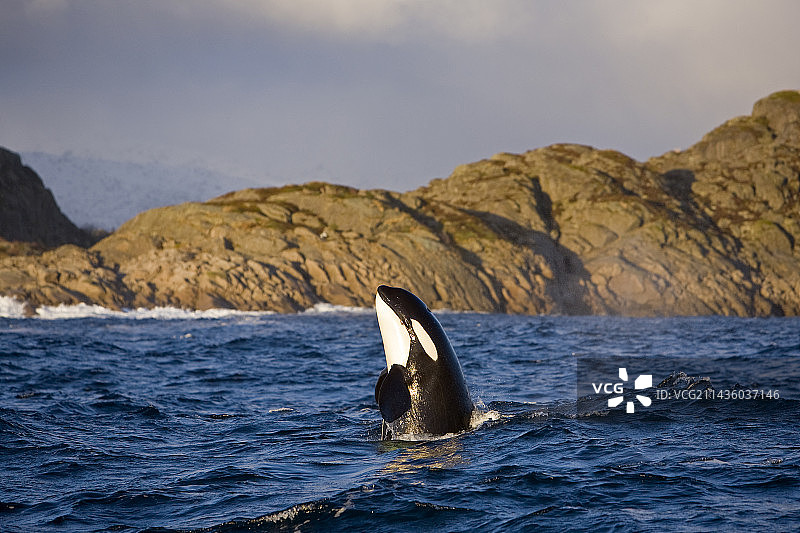 虎鲸，逆戟鲸，间谍跳，Vestfjord, Ofotfjord和Tysfjord，罗弗敦群岛，挪威，大西洋图片素材